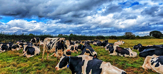 foureighty goes mad down at Bradfields Farm